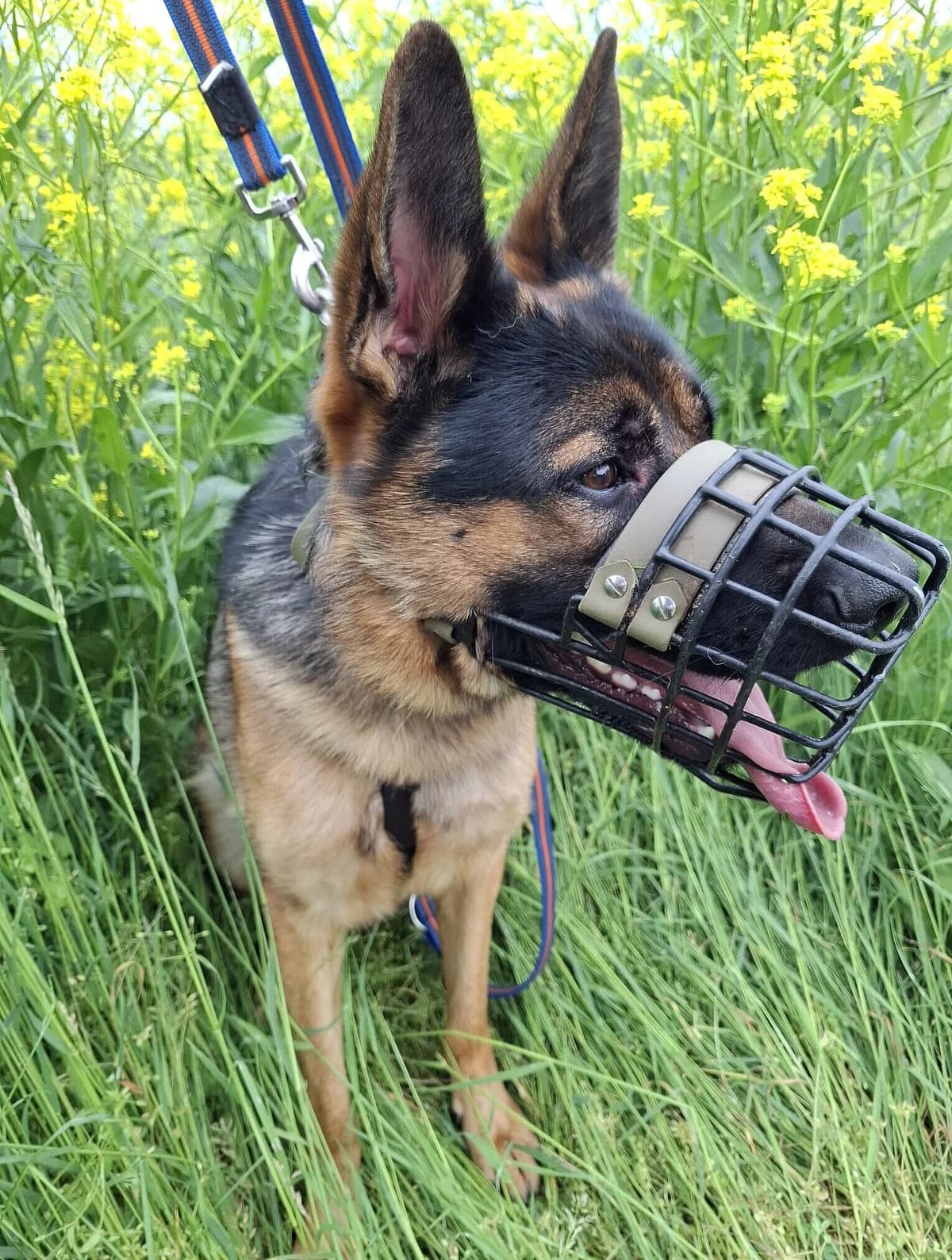 T - Rex,  Mixed Breed for adoption at Tierheim Gera, Gera