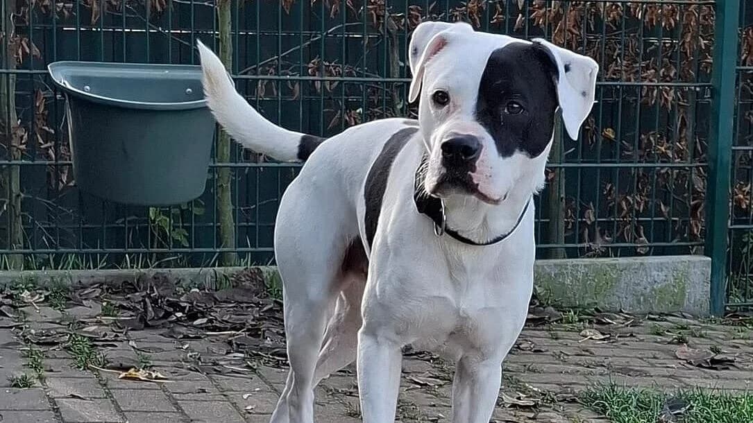 Taro,  Mixed Breed for adoption at Tierheim Gera, Gera