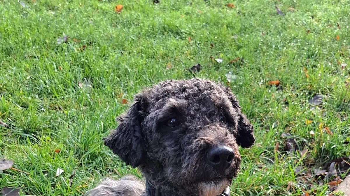 Willy,  Mixed Breed for adoption at Tierheim Gera, Gera