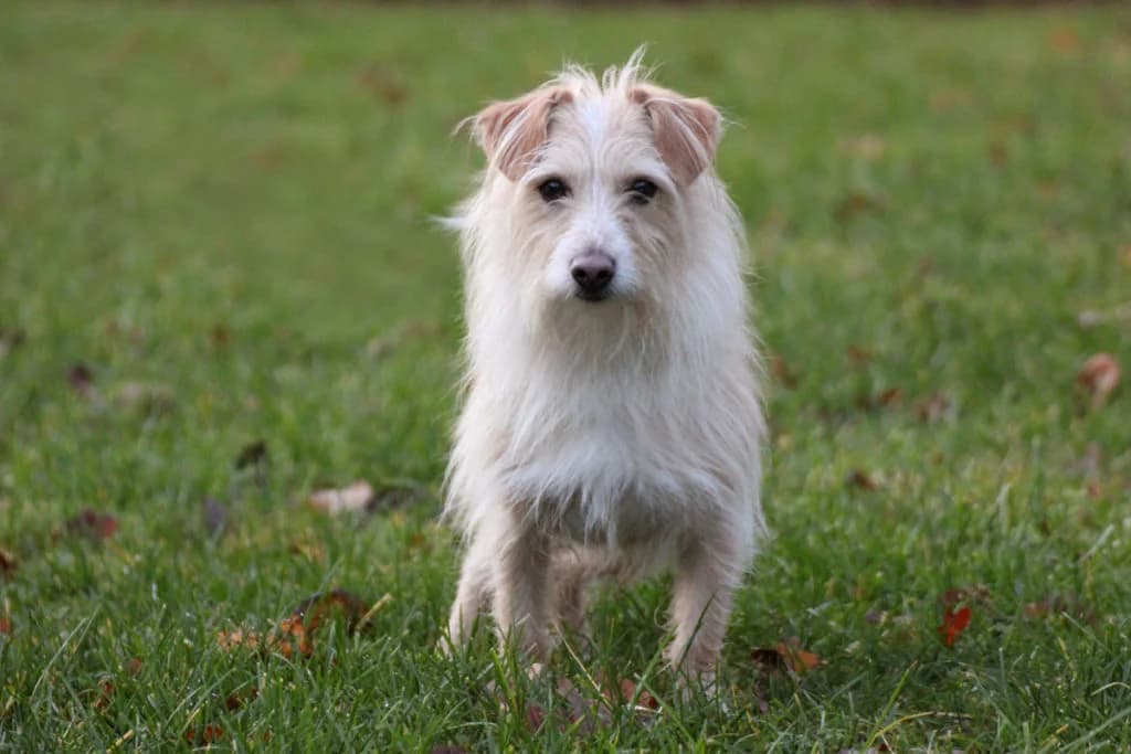 Odin, beige male Mixed Breed for adoption at Tierheim Göppingen, Göppingen
