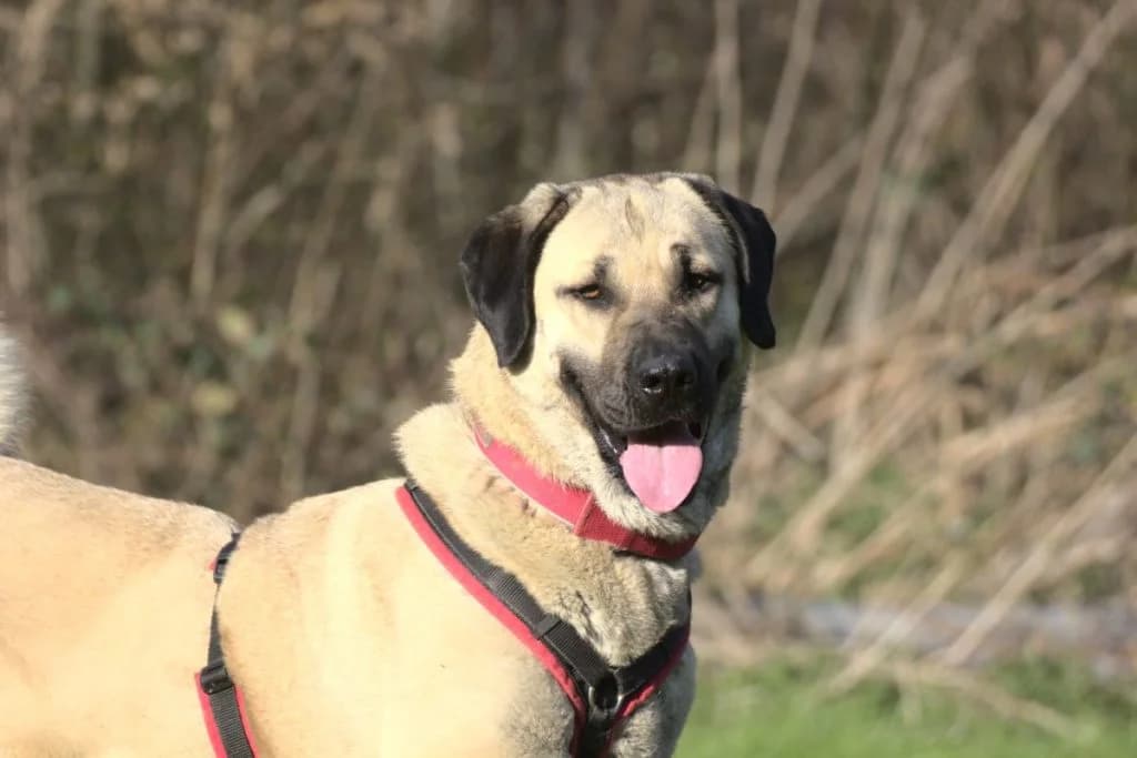 Pamuk, beige female Mixed Breed for adoption at Tierheim Göppingen, Göppingen