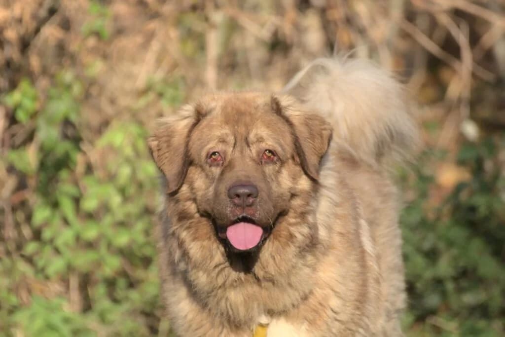 Samson, braun male 6yo Mixed Breed for adoption at Tierheim Göppingen, Göppingen