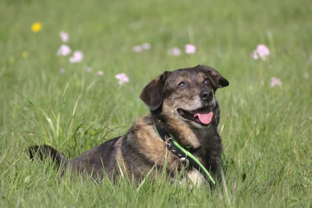 Benni, braun male senior Mixed Breed for adoption at Tierheim Göppingen, Göppingen