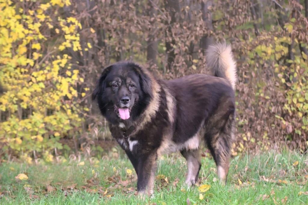 Goliath, male Mixed Breed for adoption at Tierheim Göppingen, Göppingen
