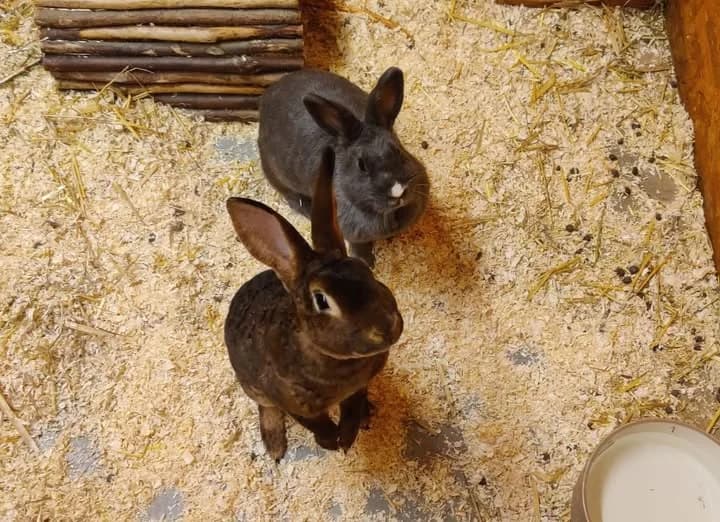 Fridolin & Lilly Blue, braun male Mixed Breed for adoption at Tierheim Göppingen, Göppingen