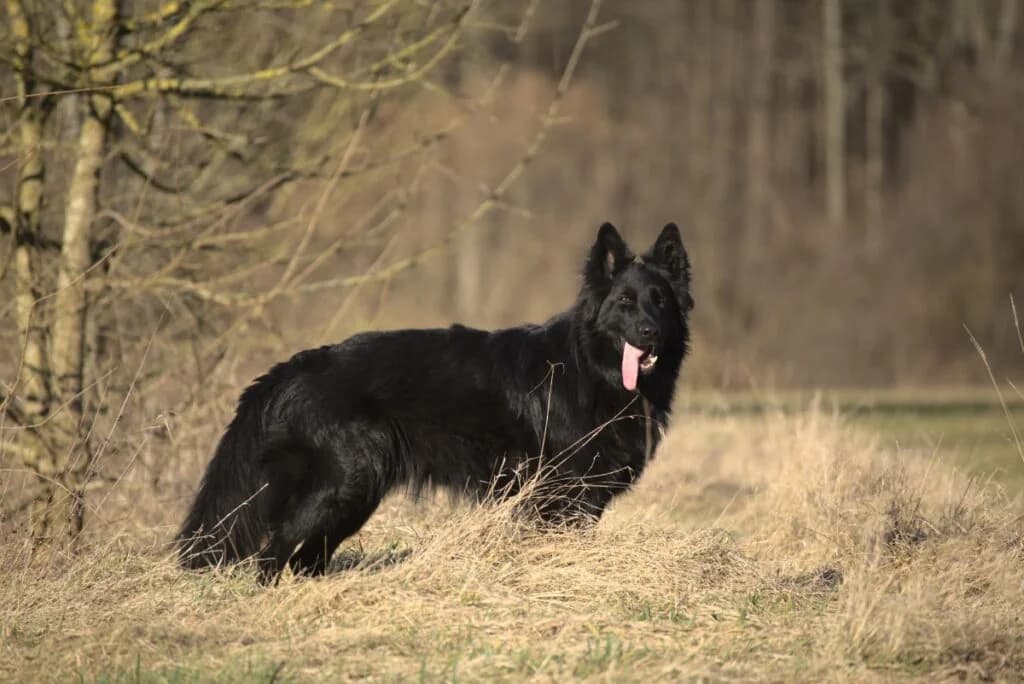 Filou, schwarz male 4yo Mixed Breed for adoption at Tierheim Göppingen, Göppingen