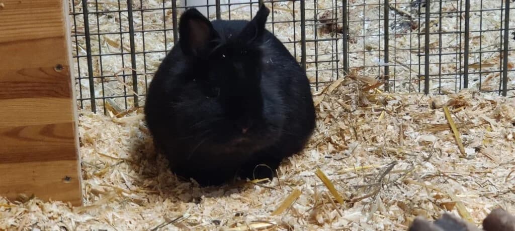 Moppel, schwarz female Mixed Breed for adoption at Tierheim Göppingen, Göppingen