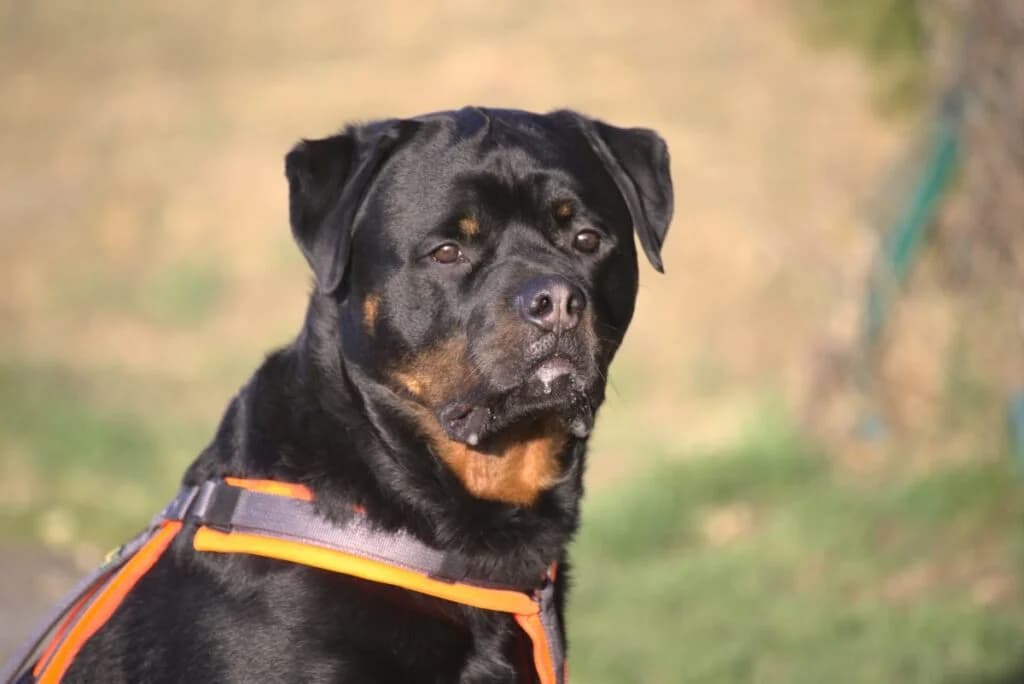 Eick, schwarz male 4yo Mixed Breed for adoption at Tierheim Göppingen, Göppingen