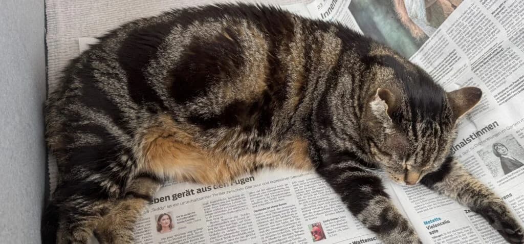 Rocky – Nicht im Tierheim untergebracht, gestromt male 7yo Mixed Breed for adoption at Tierheim Göppingen, Göppingen