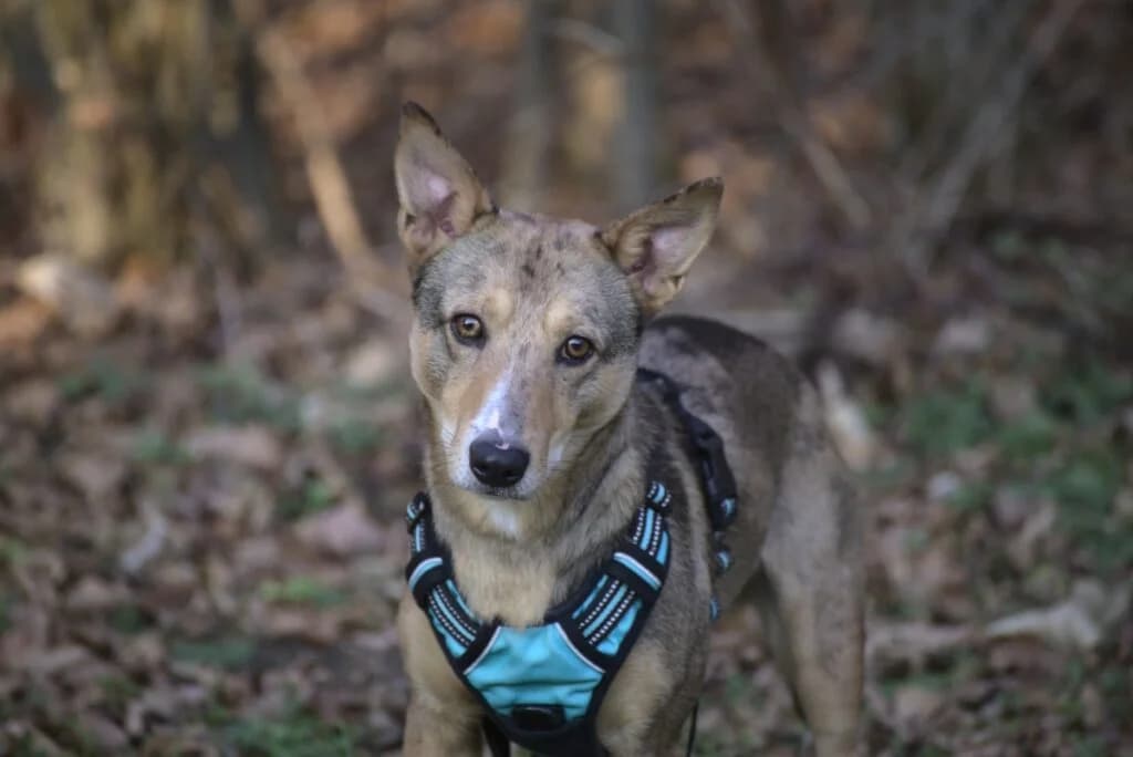 Ole, braun male Mixed Breed for adoption at Tierheim Göppingen, Göppingen