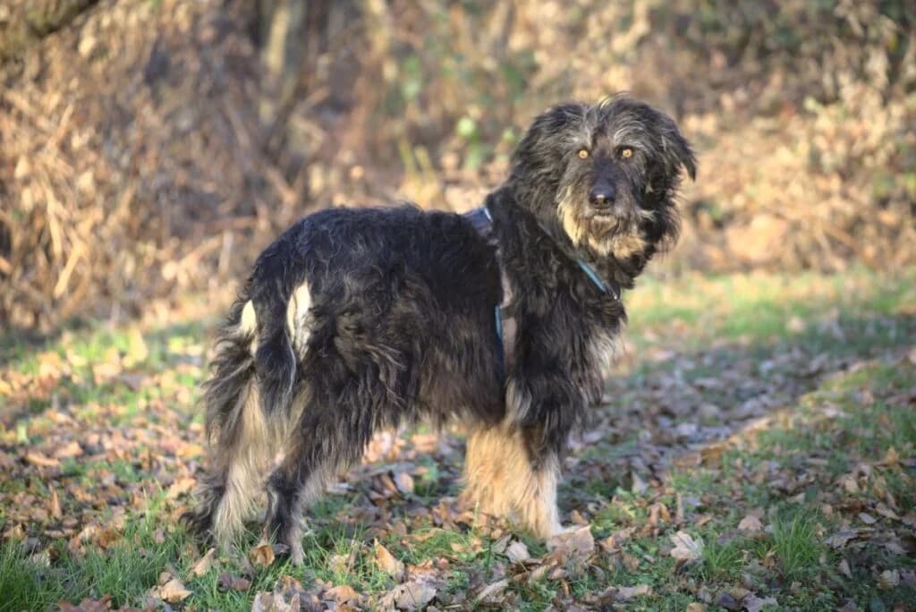 Fee, schwarz female senior Mixed Breed for adoption at Tierheim Göppingen, Göppingen