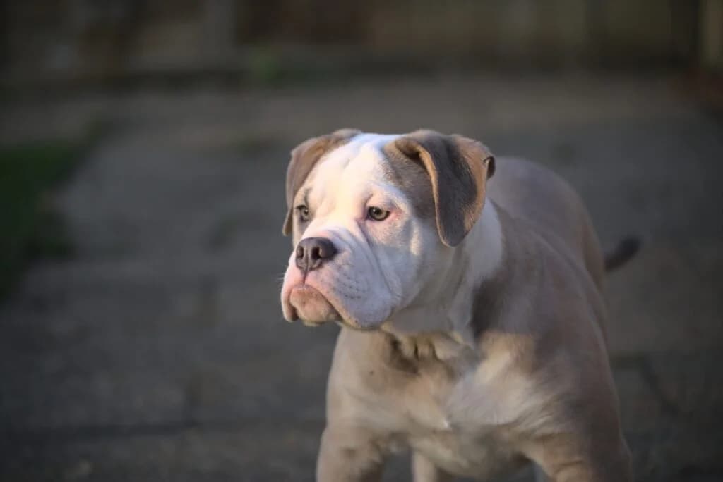 Arthur – hat feste Interessenten, grau male puppy Mixed Breed for adoption at Tierheim Göppingen, Göppingen
