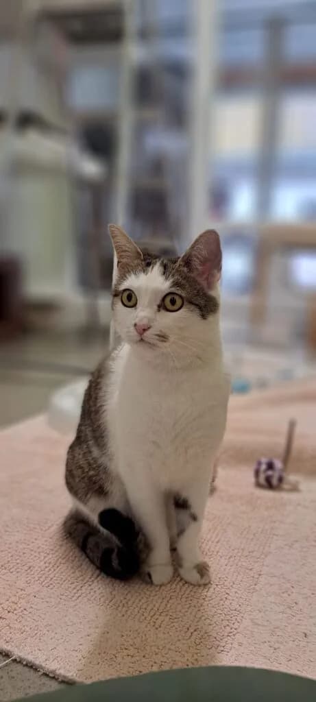 Cilia – Hat Interessenten, getigert female 5yo Mixed Breed for adoption at Tierheim Göppingen, Göppingen