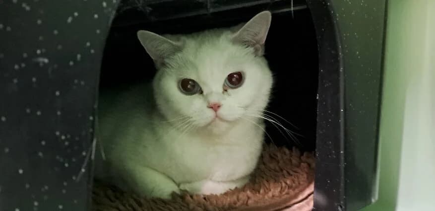 Prinzessin, Mixed Breed (Tierheim Göppingen)