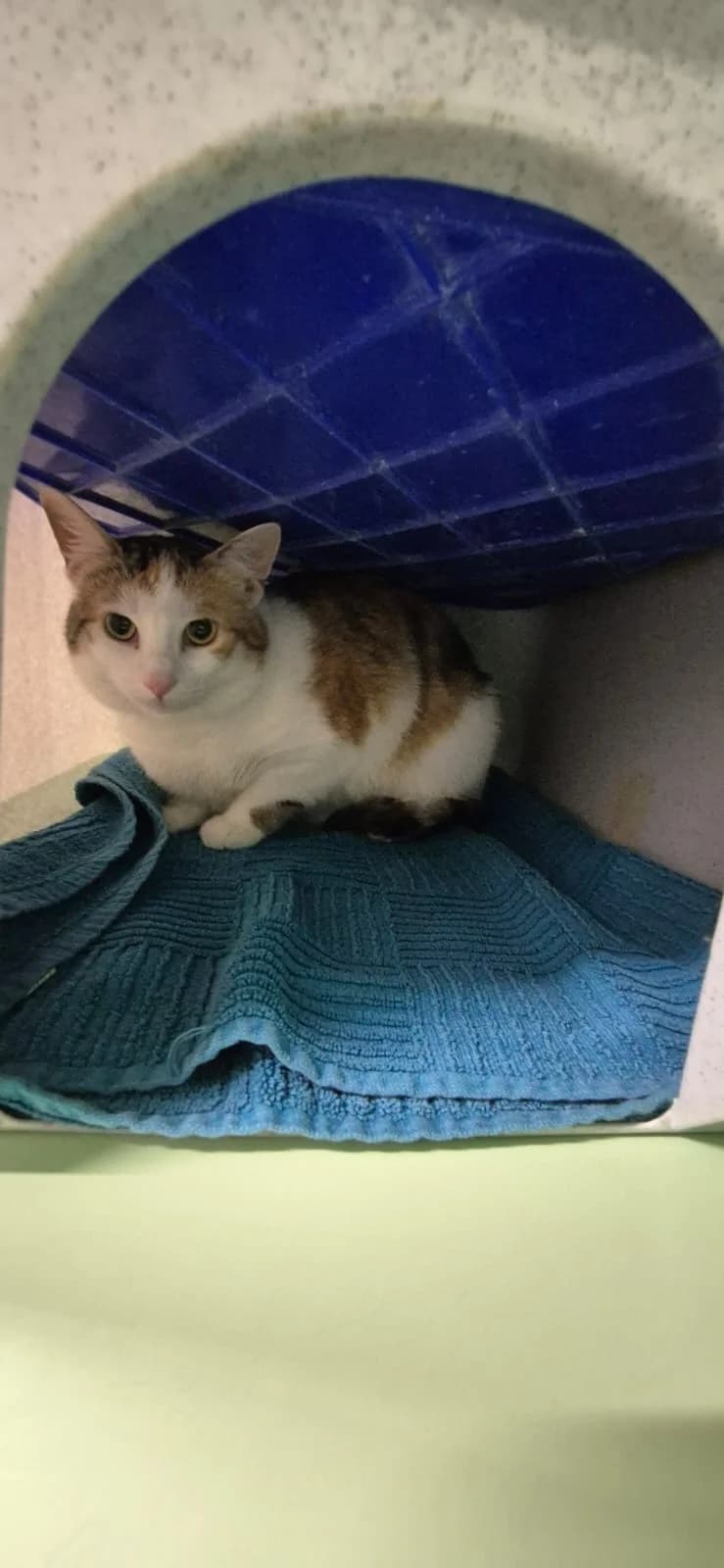 Minou, Mixed Breed (Tierheim Göppingen)