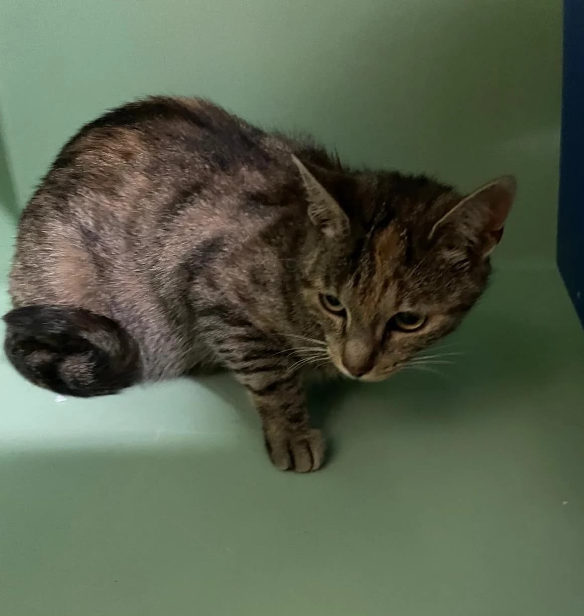 Lizzi –, Mixed Breed (Tierheim Göppingen)