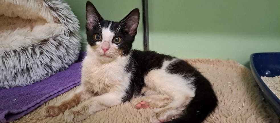 René, schwarz male Mixed Breed for adoption at Tierheim Göppingen, Göppingen