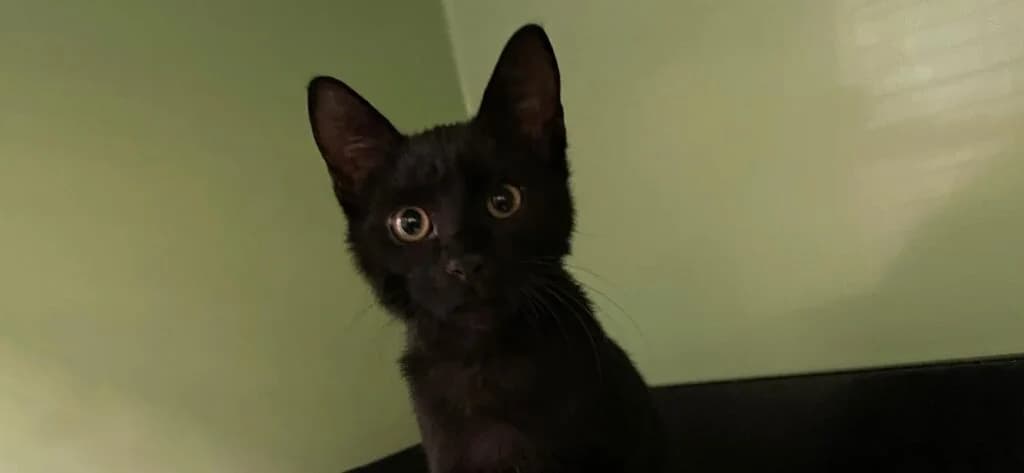 Lucifer, schwarz male Mixed Breed for adoption at Tierheim Göppingen, Göppingen