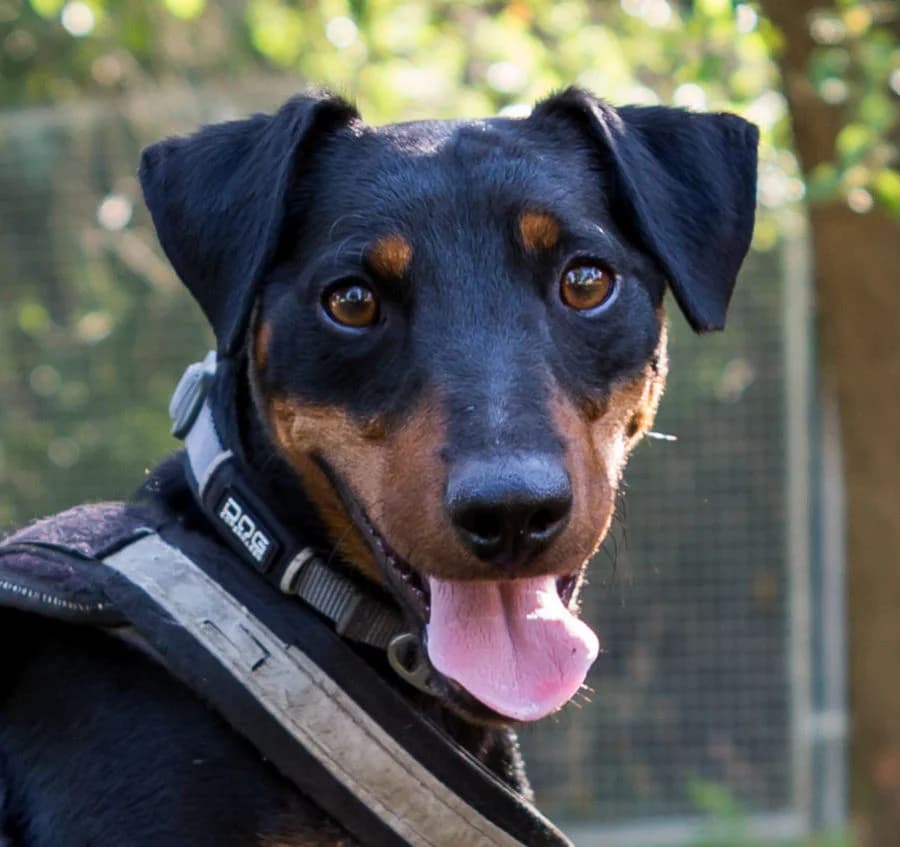 Willi,  Mixed Breed for adoption at Tierheim Gröbern (Meißner Tierschutzverein e.V.)