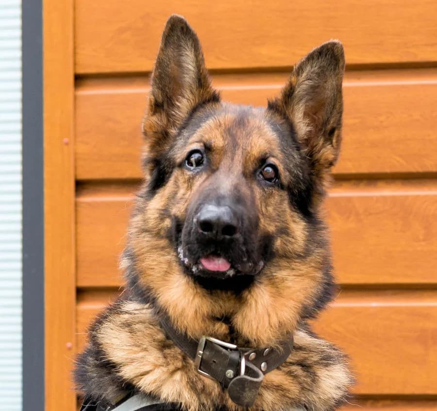 Rex,  Mixed Breed for adoption at Tierheim Gröbern (Meißner Tierschutzverein e.V.)