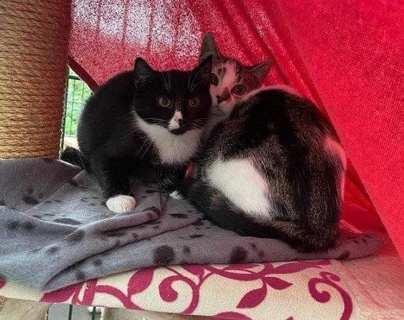 Scheue Katzen im Tierheim – Chancenlos?,  mixed breed for adoption at Tierheim Gütersloh, Gütersloh