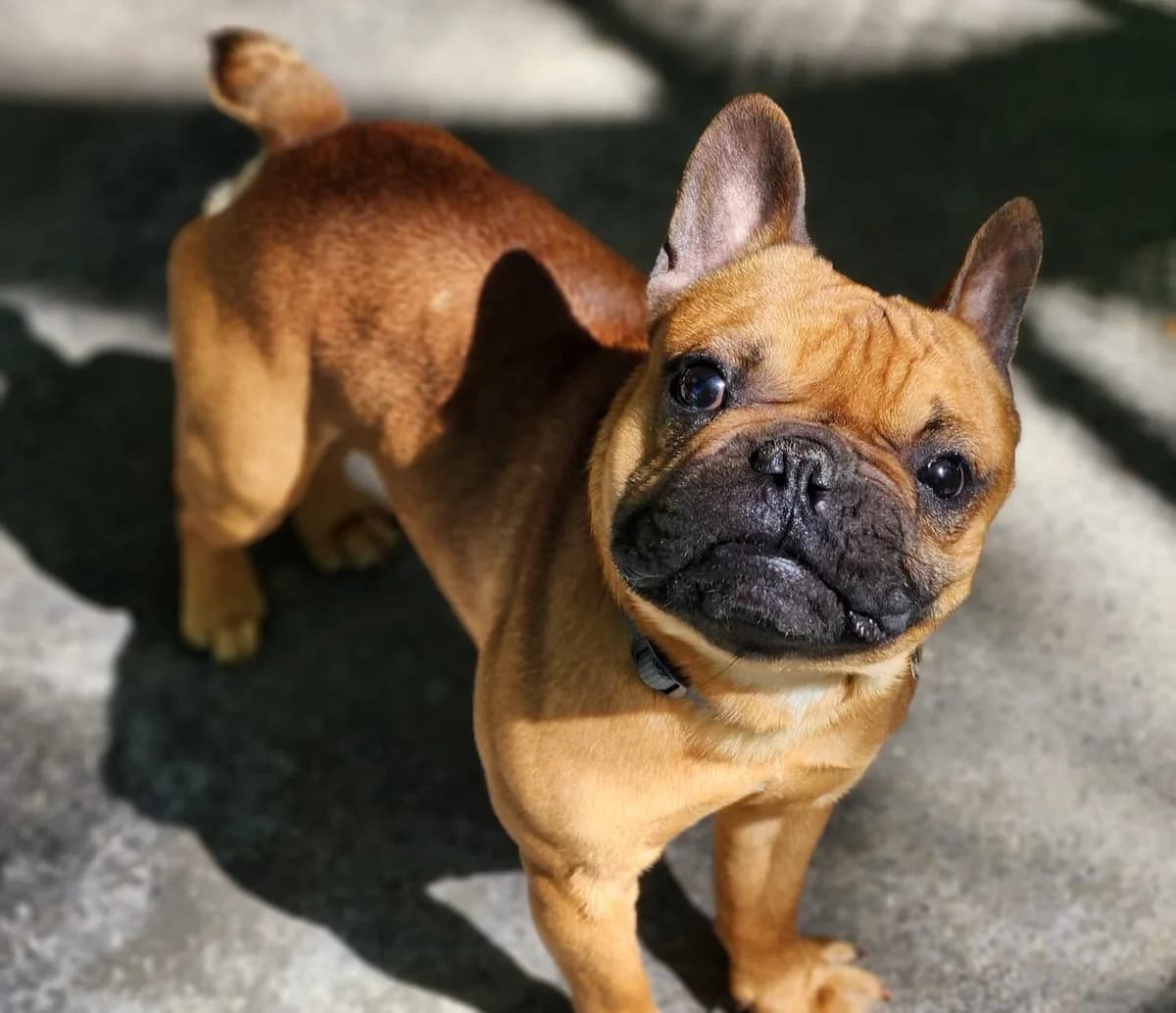 Stitch, male English Bulldog for adoption at Tierschutzverein Gütersloh, Gütersloh