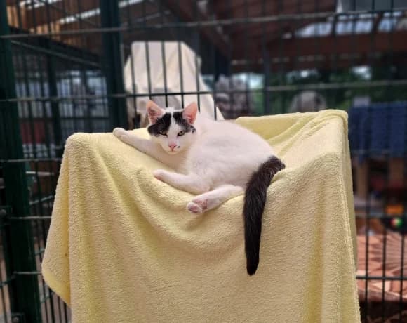 Gundula, female European Shorthair for adoption at Tierheim Gütersloh, Gütersloh