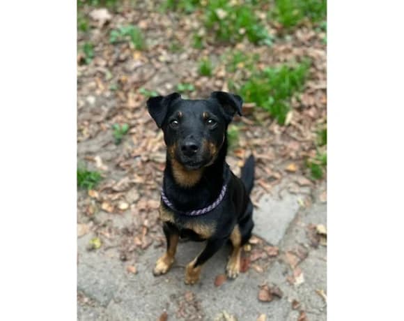 Sammy, male mixed breed for adoption at Tierschutzverein Gütersloh, Gütersloh
