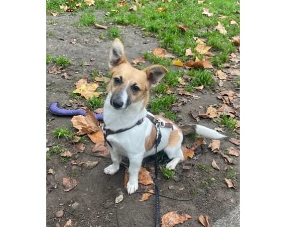 Paula, female Jack Russell Terrier for adoption at Tierheim Gütersloh, Gütersloh
