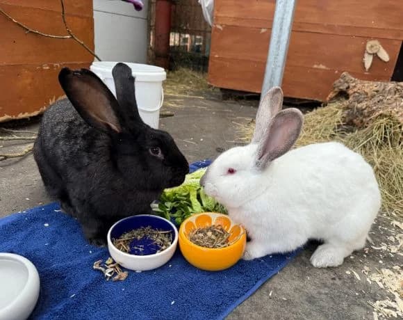 Valessa und Phillipus, male mixed breed for adoption at Tierheim Gütersloh, Gütersloh