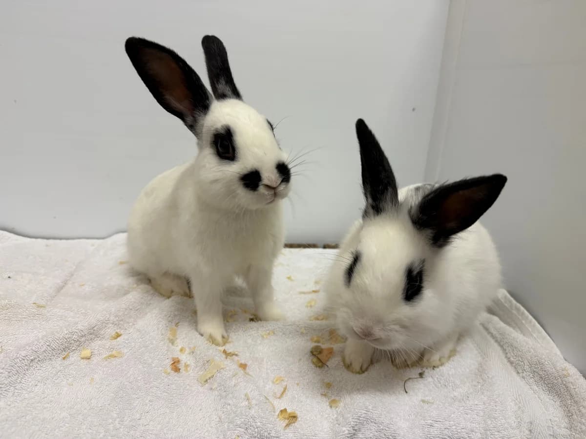 Bill & Billy, male mixed breed for adoption at Tierheim Gütersloh, Gütersloh
