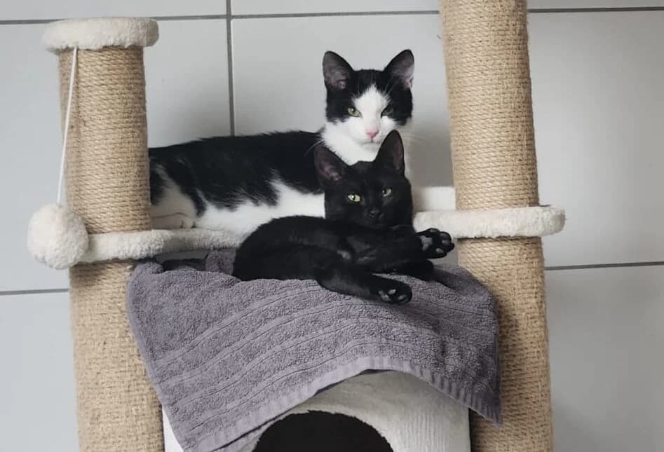Anton & Kevin, male European Shorthair for adoption at Tierschutzverein Gütersloh, Gütersloh