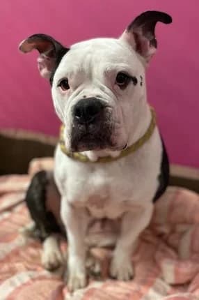 Tara vermittelt am 19.04.2026, female English Bulldog for adoption at Tierschutzverein Gütersloh, Gütersloh