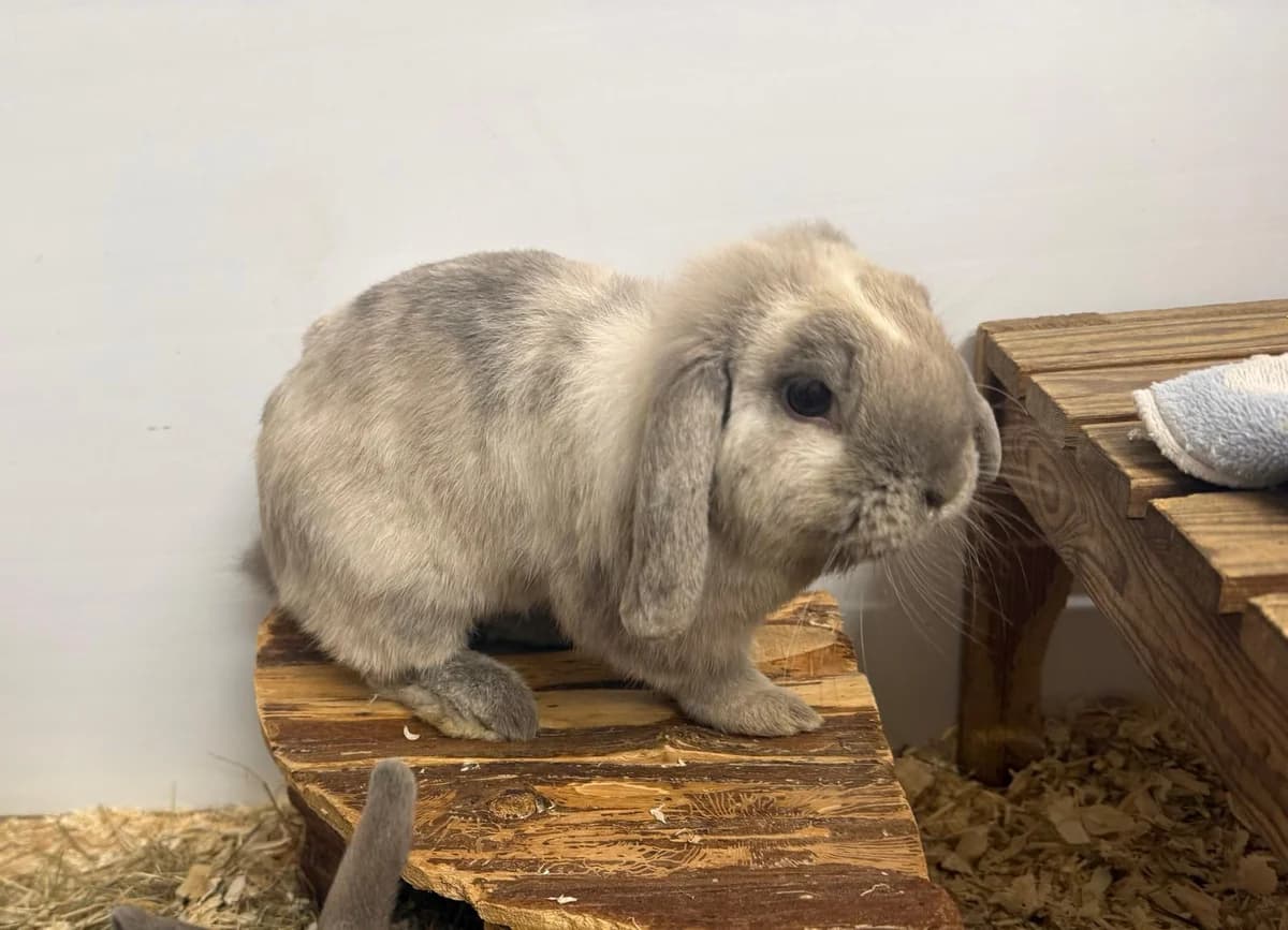 Luna, female mixed breed for adoption at Tierheim Gütersloh, Gütersloh