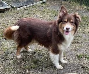 Ronja, female Australian Shepherd for adoption at Tierheim Gütersloh, Gütersloh