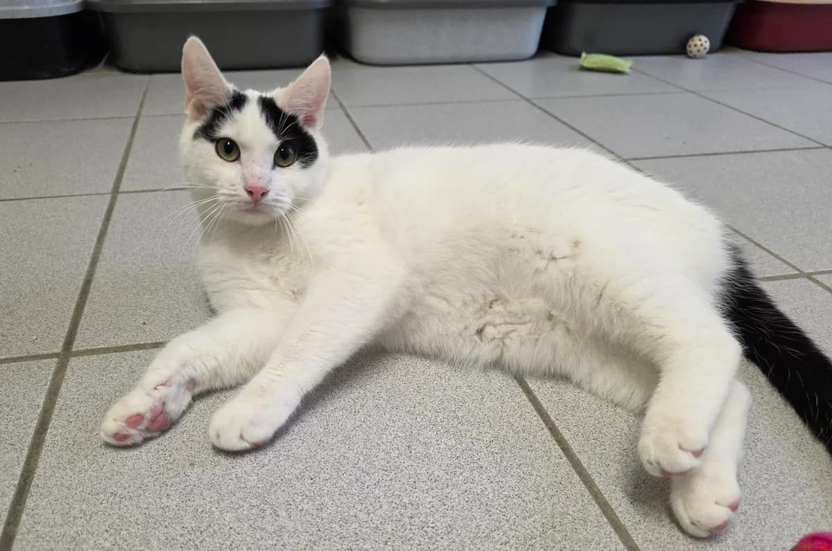 Enrico, male European Shorthair for adoption at Tierschutzverein Gütersloh, Gütersloh