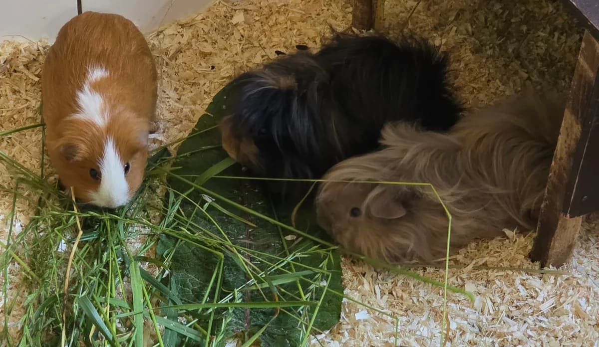 Cleo, Emma & Ricky, female mixed breed for adoption at Tierheim Gütersloh, Gütersloh