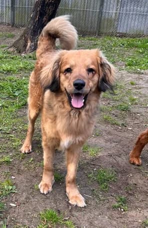 Siggi, male Mixed Breed for adoption at Tierheim Gütersloh, Gütersloh