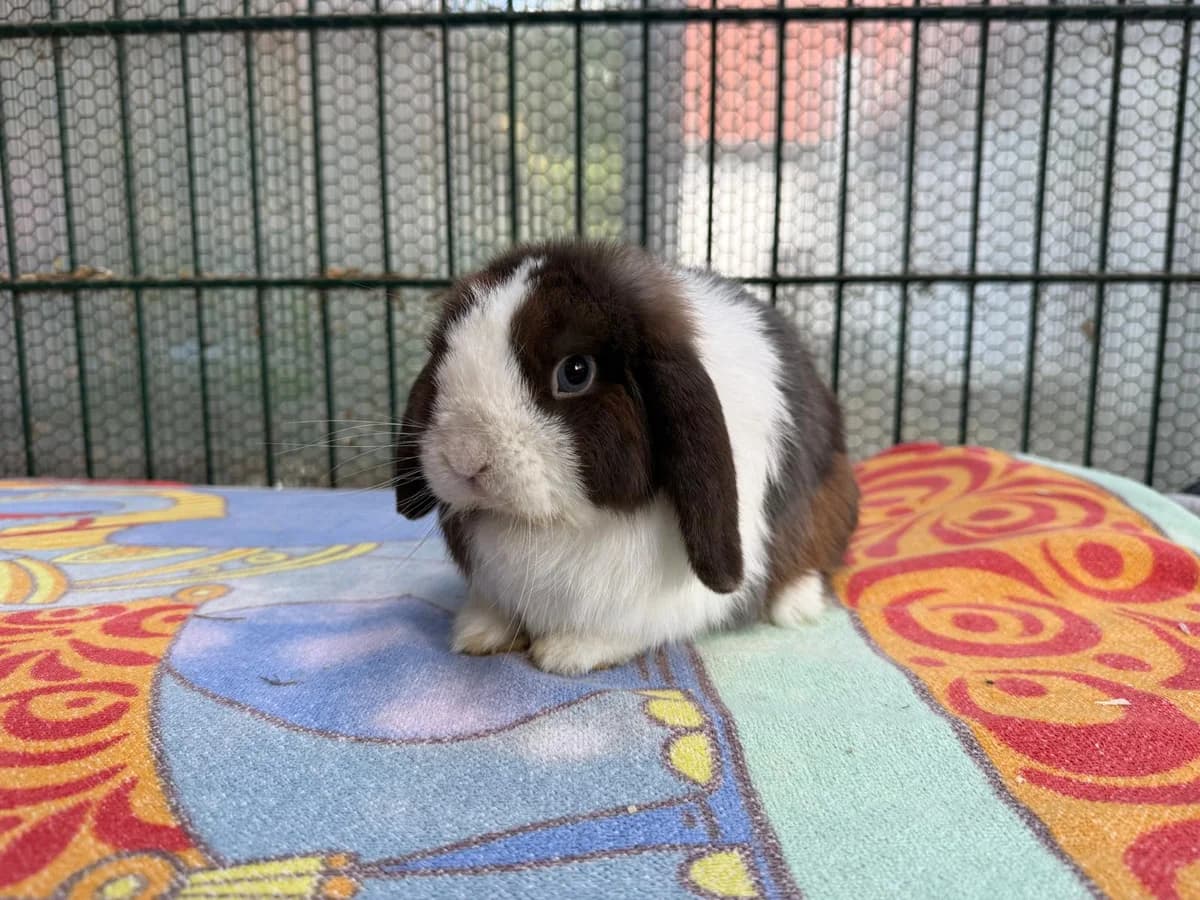 Greg, male mixed breed for adoption at Tierheim Gütersloh, Gütersloh