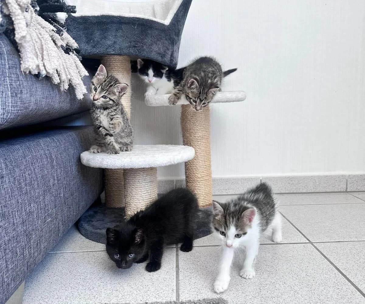 Fünf kleine Herzensbrecher – Wohnungshaltung möglich, male European Shorthair for adoption at Tierheim Gütersloh, Gütersloh