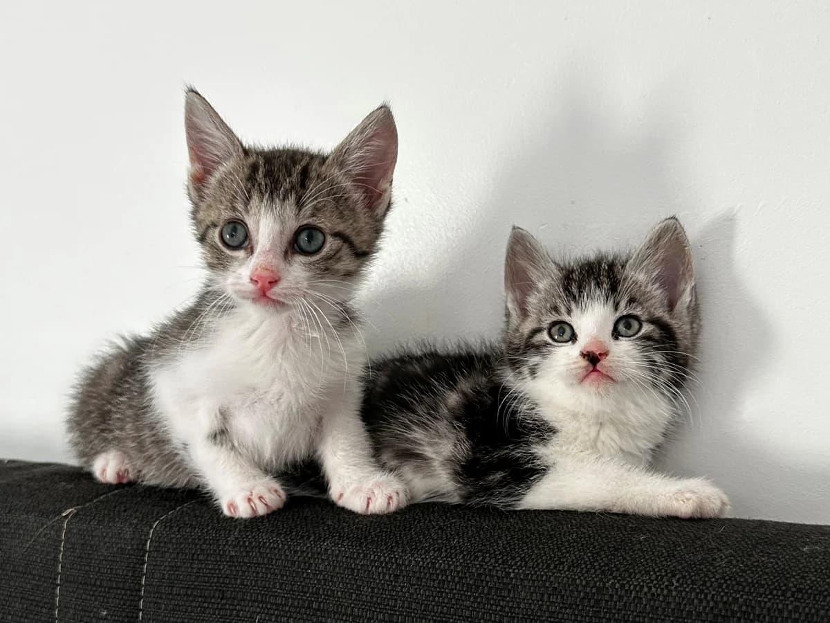 Asami und Amenti, male European Shorthair for adoption at Tierheim Gütersloh, Gütersloh