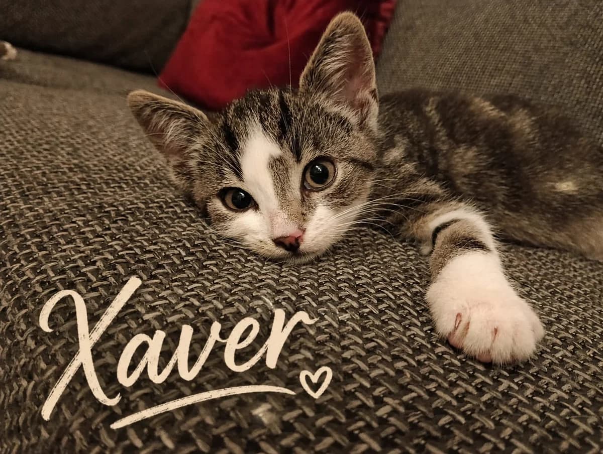 Verkuschelte Kitten-Brüder, male European Shorthair for adoption at Tierschutzverein Gütersloh, Gütersloh