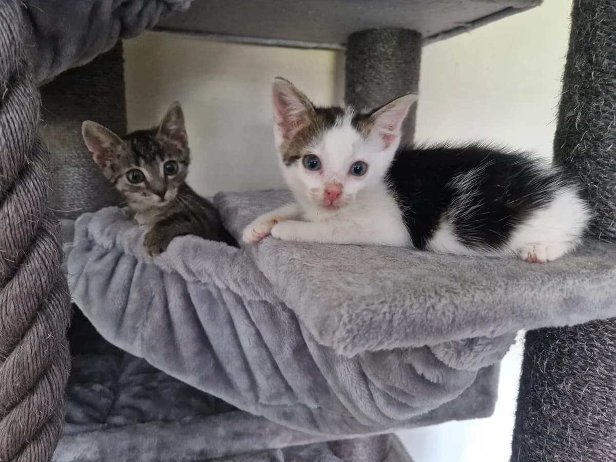 Wanda und Waiola, female European Shorthair for adoption at Tierheim Gütersloh, Gütersloh