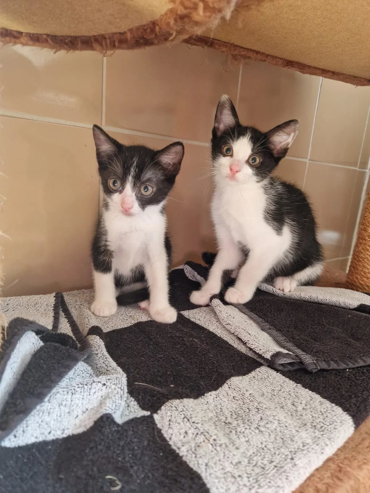 Hilja, Hjördis,Hjalmar und Haakon, male European Shorthair for adoption at Tierheim Gütersloh, Gütersloh