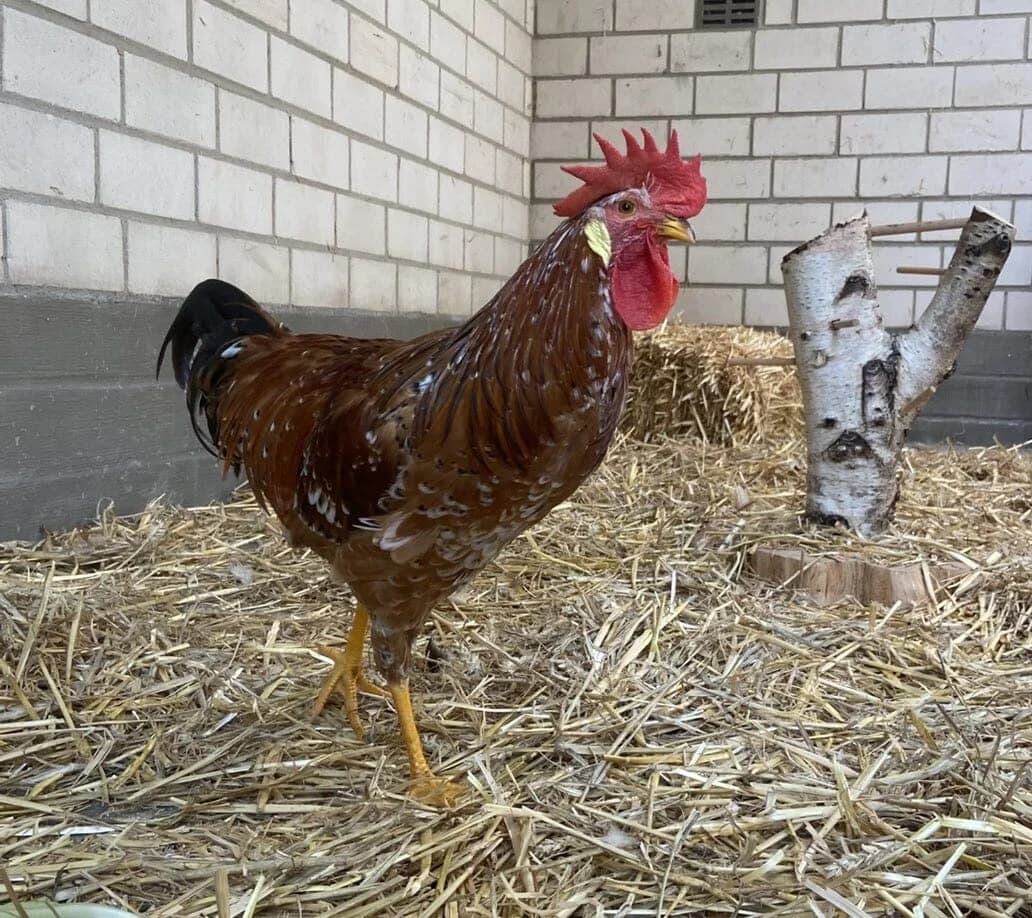 Erwin, male mixed breed for adoption at Tierheim Gütersloh, Gütersloh