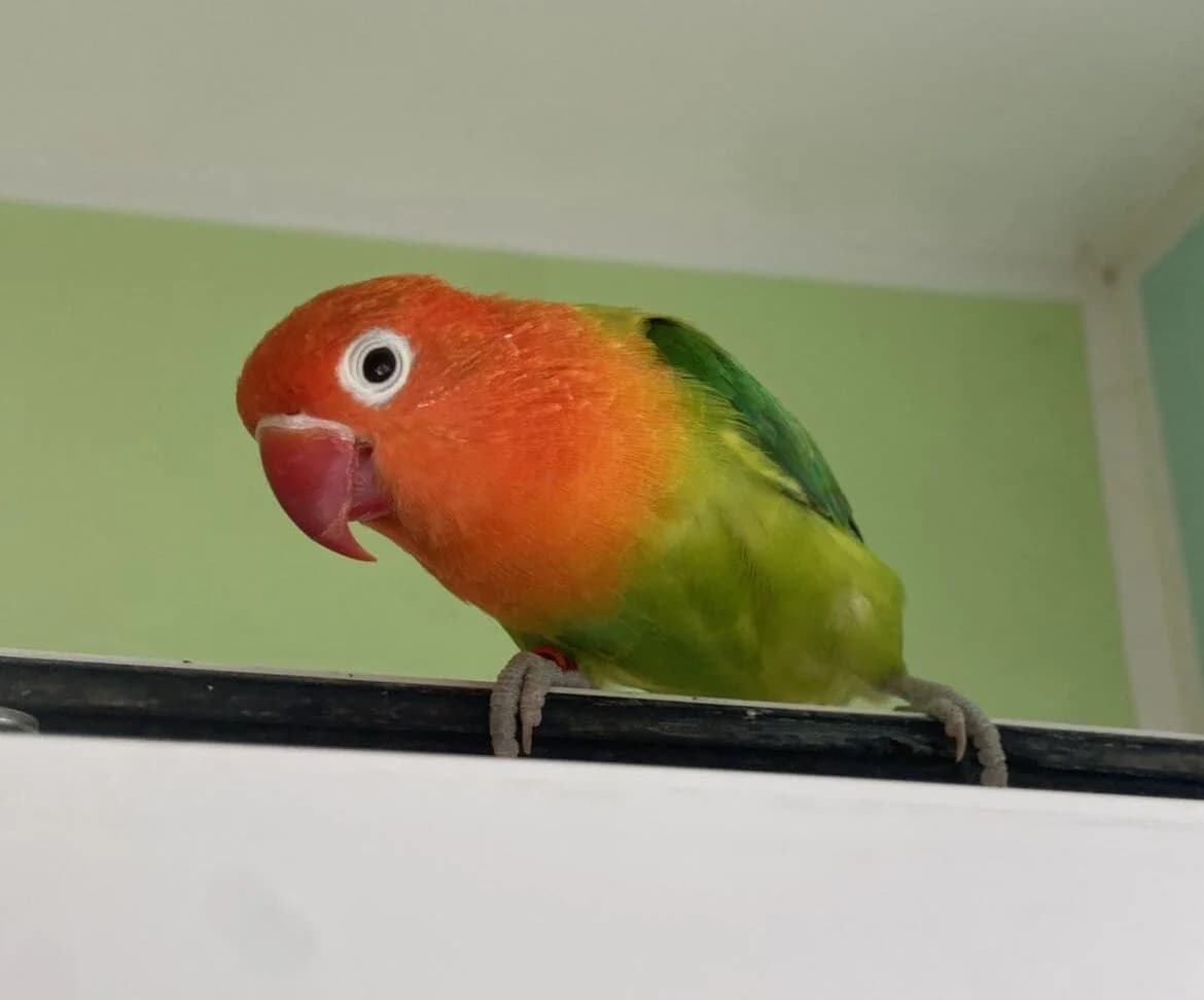 Peach, mixed breed for adoption at Tierheim Gütersloh, Gütersloh