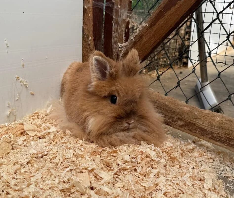 Lilith, female mixed breed for adoption at Tierheim Gütersloh, Gütersloh