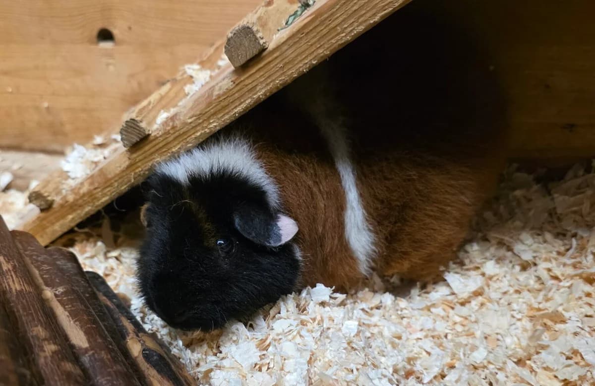 Teddy, male mixed breed for adoption at Tierheim Gütersloh, Gütersloh