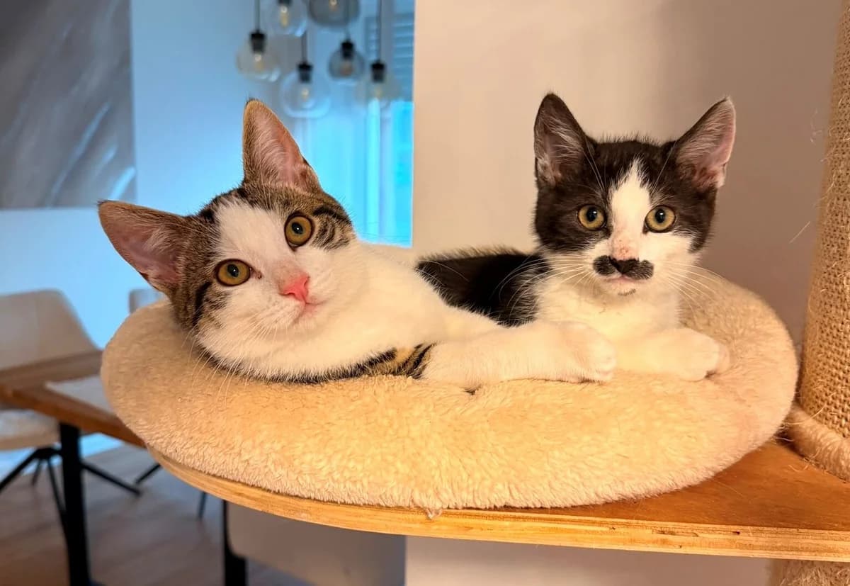 Savo und Siro, male European Shorthair for adoption at Tierheim Gütersloh, Gütersloh