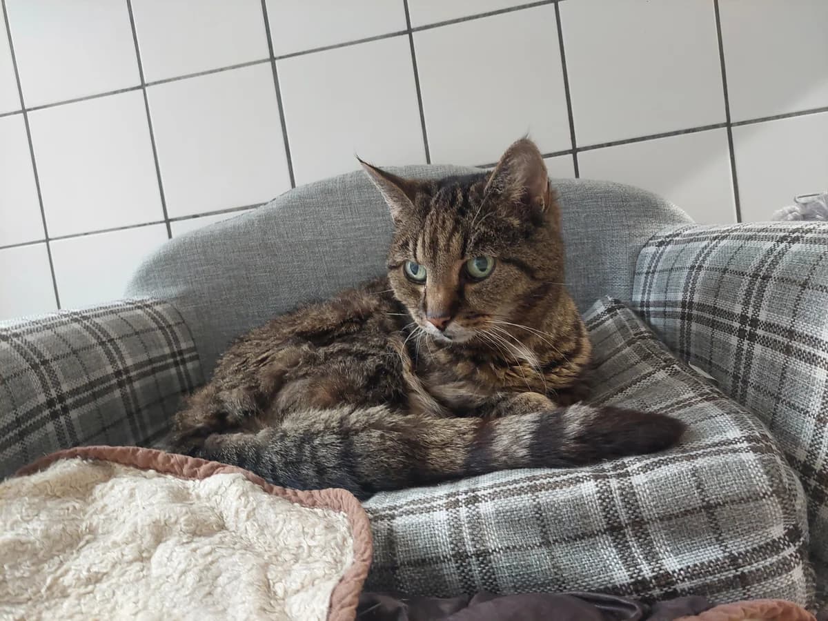 Diona – Wohnungshaltung, female senior European Shorthair for adoption at Tierheim Gütersloh, Gütersloh